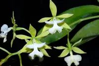 Epidendrum stamfordianum var. album