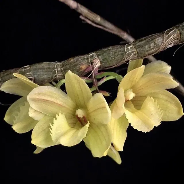 Dendrobium serratilabium fma (Dendrobium)
