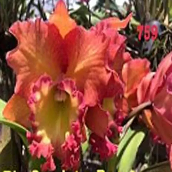 Rhyncholaeliocattleya Sumintra Beauty