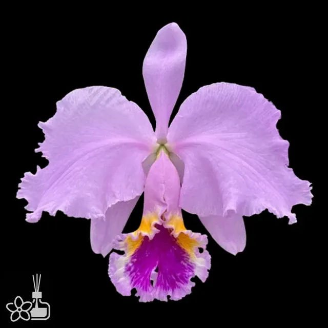 Cattleya mossiae 'CH#3 x pink square'