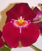 Miltoniopsis Bert Field 'Crimson Glow'