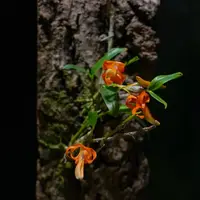 Dendrobium unicum