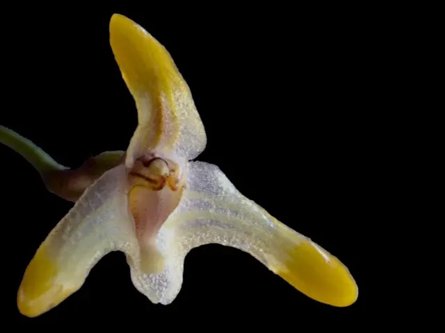 Porroglossum merinoi (Porroglossum)