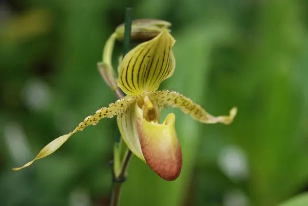 Paphiopedilum PRIMECHILD