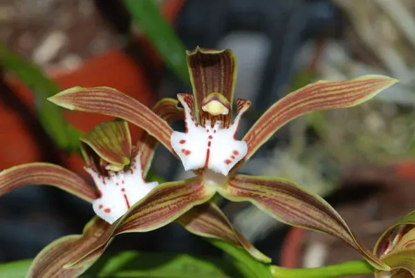 Cymbidium erythraeum