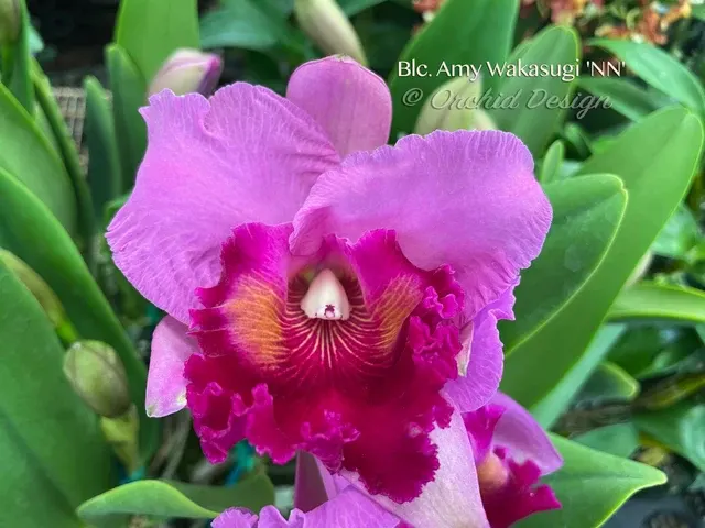 Brassolaeliocattleya Amy Wakasugi