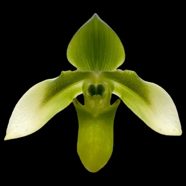 Paphiopedilum appletonianum var. aureum x sib