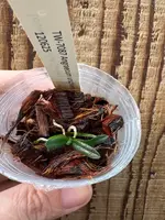 Angraecum urschianum