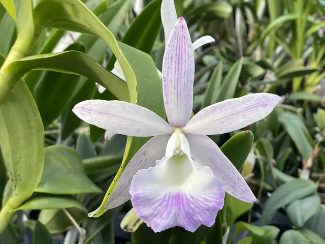 Brassocattleya Spotted Clown (Brassocattleya)
