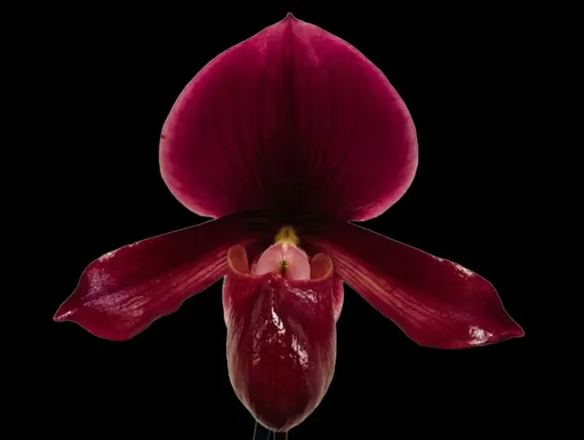 Paphiopedilum (Paph. Chou-Yi Citron x Chou-Yi Apple) x Charlesworthii Miao Hua x ‘MH-Chili’