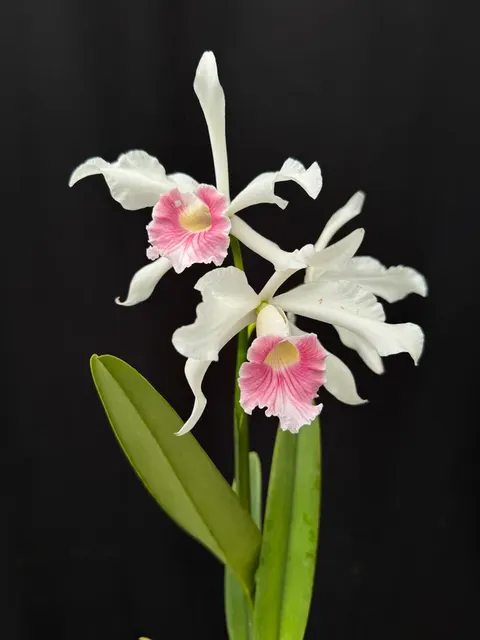 Cattleya purpurata carnea x 'Mt Formosa'
