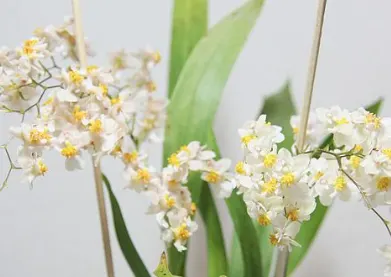 Oncidium Twinkle 'White Shower' (Oncidium)