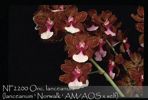 Oncidium lanceanum (Oncidium)