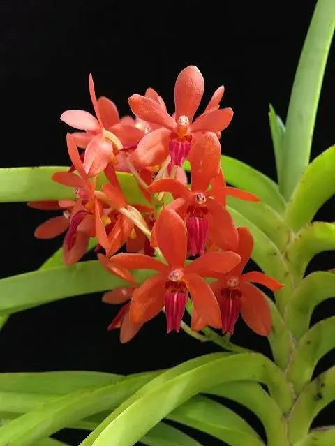 Vanda Rumrill (Vanda)