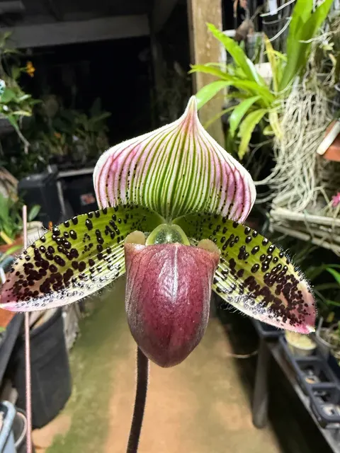 Paphiopedilum Supersuk