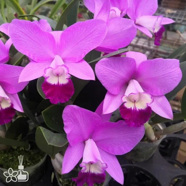 Cattleya Love Knot 'Sato' (Cattleya)