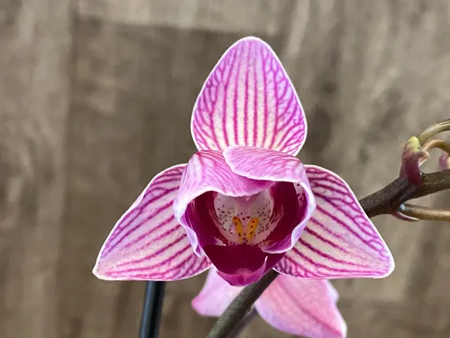Phalaenopsis I-Hsin Dream Bubble Bath 'Peloric'