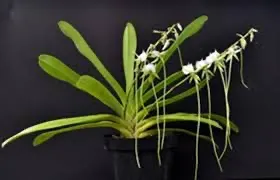 Angraecum eburneum ssp. superbum