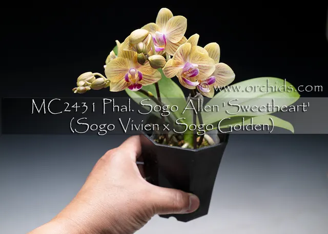 Phalaenopsis Sogo Allen 'Sweetheart , Note : Only 3 Available. Darling Mini / Multi-floral Type' (Phalaenopsis)