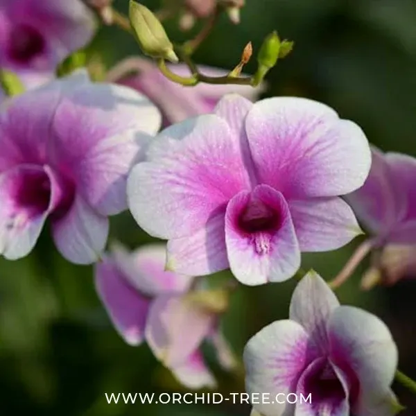 Dendrobium Yaya Victoria