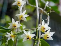 Dendrobium scoriarum
