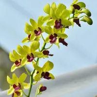 Dendrobium Airy Gold