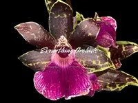 In Buds/ Bloom Galeopetalum Hokulea ‘Red Stars’ (Galeopetalum Starburst x Zygopetalum Advance) (3.5” Pot)