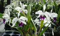 C. purpurata var. schusteriana