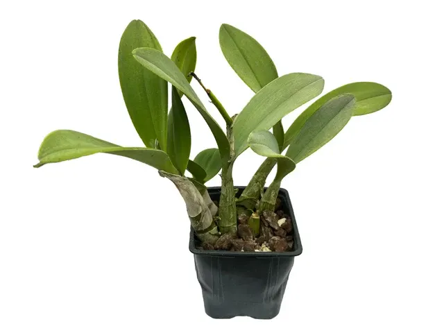 Dendrobium Speciosum Purity X Den. Lyre Bird M517