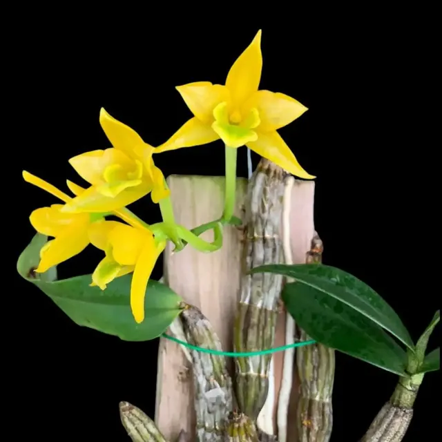 Dendrobium trigonopus (Dendrobium)