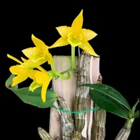 Dendrobium trigonopus (Small)