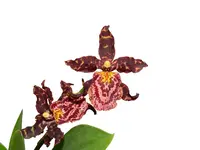 Brascidostele Guatemala