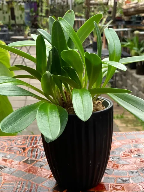 Masdevallia tovarensis (Masdevallia)