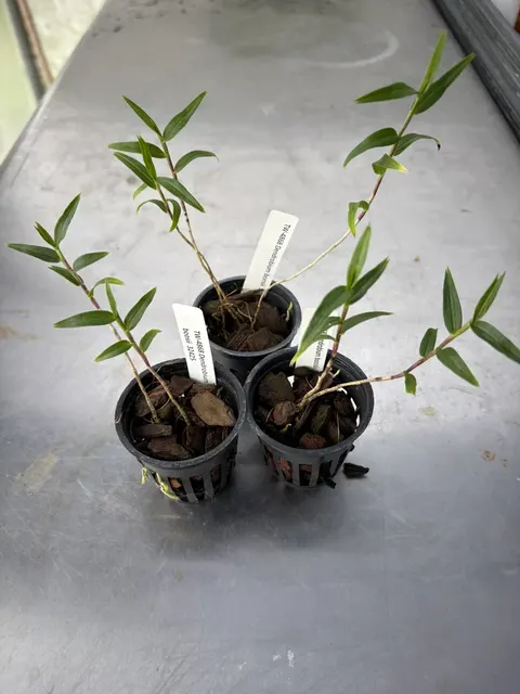 Dendrobium boosii (Dendrobium)