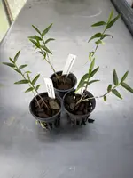 Dendrobium boosii