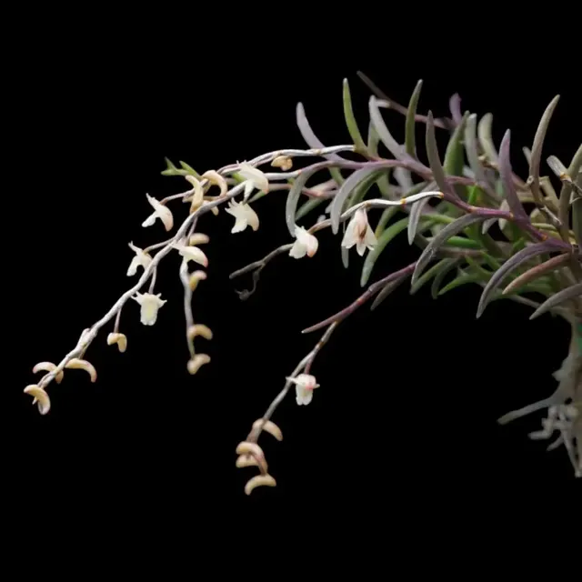 Dendrobium acerosum (Dendrobium)
