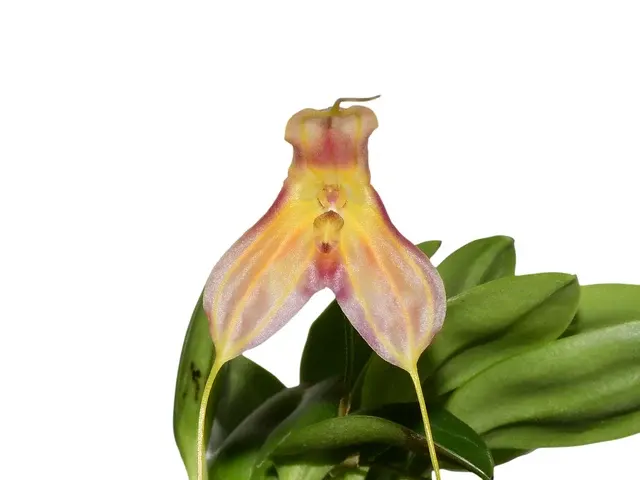 Masdevallia Analee Boyett