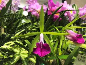 Brassocattleya Gulfshore's Beauty 'Green Gem' (Brassocattleya)