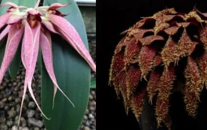 Bulbophyllum Krairit Vejvarut X Phalenopsis ‘Elite’s 1st’ E001 (Bulbophyllum)