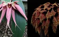 Bulbophyllum Krairit Vejvarut x phalenopsis ‘Elite’s 1st’ E001