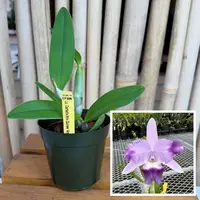 Lc. Cariad's Mini Quinee 'Angel Kiss' HCC/AOS (4' Pot) - Not Blooming