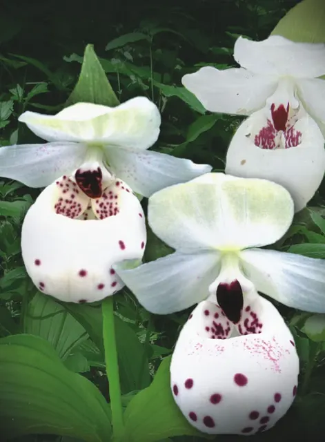 Cypripedium ULLA SILKENS