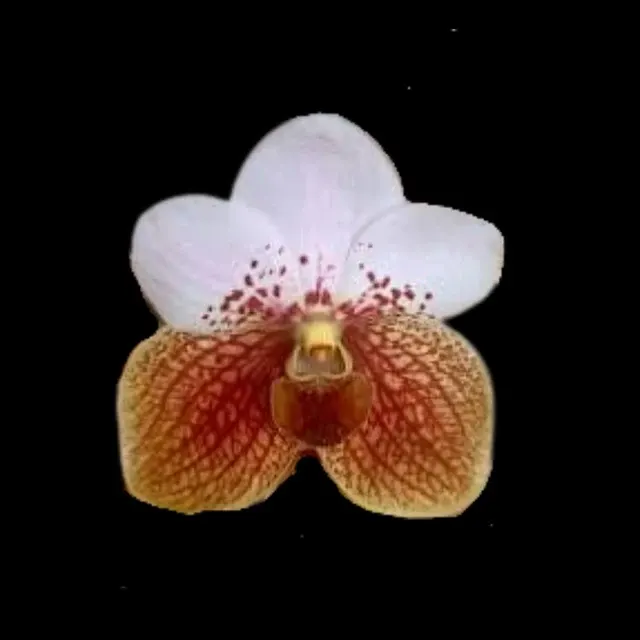 Vanda sanderiana (Vanda)