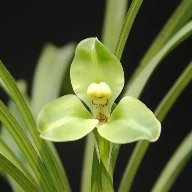Cymbidium goeringii 'Cui-Tao'