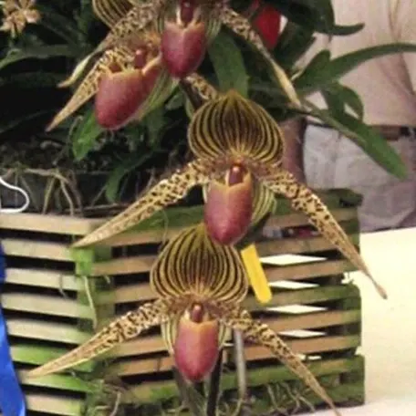 Paphiopedilum Lebeau