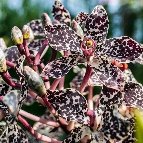 Grammatophyllum wallisii 'Peacock'