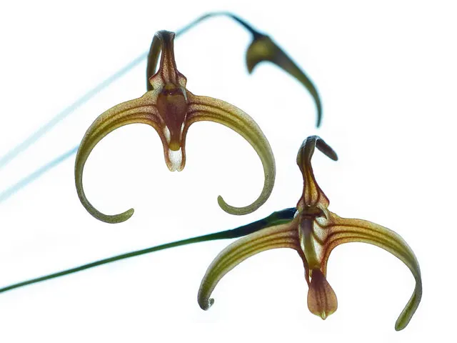 Porroglossum dreisei (Porroglossum)