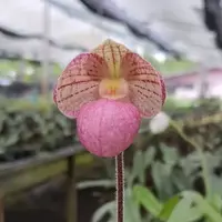 Paph. thaianum X Paph. micranthum