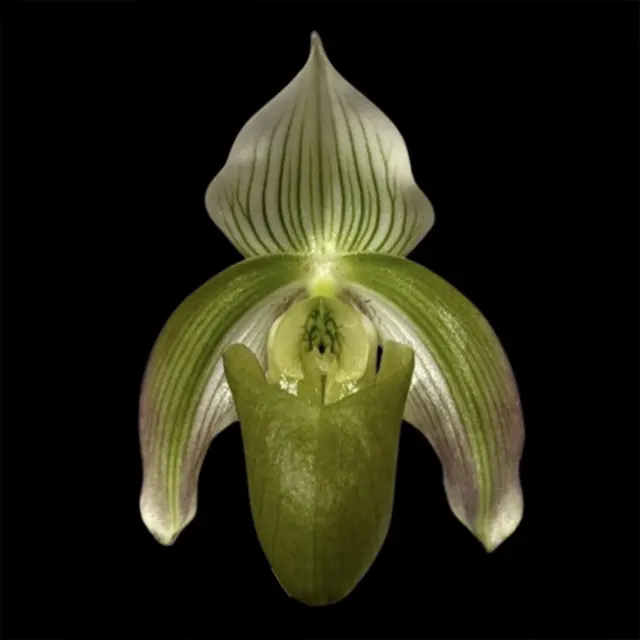 Paphiopedilum violascens var. bougainvilleanum