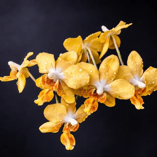 Phalaenopsis I-Hsin Samuel - Flori Parfumate